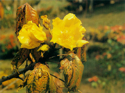 สุพรรณิการ์ Cochlospermum religiosum Alston<br/>BIXACEAE